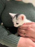 Kittens 8 weken oud, Meerdere dieren