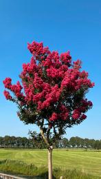 Lagerstroemia indica Rosea / hoogstam / 16-18 stamdikte ‼️, Zomer, 400 cm of meer, Ophalen, Volle zon