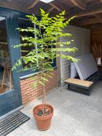 Chinese vernisboom / lampionboom / koelruit / in pot 180 cm., 100 tot 250 cm, Zomer, Volle zon, In pot