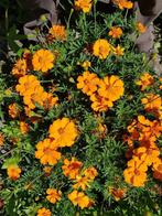 zaden van Afrikaantjes of Tagetes oranje, Ophalen of Verzenden, Voorjaar, Volle zon, Zaad
