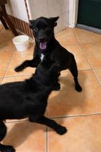 Lieve labrador x kooiker puppies, CDV (hondenziekte), 8 tot 15 weken, Labrador retriever, Meerdere