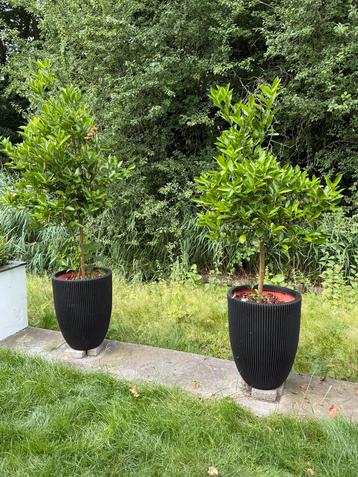 Citroenbomen in Capi Nature Bloempotten 2x | prijs per stuk beschikbaar voor biedingen