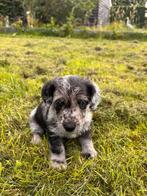 Pup 8 weken, Dieren en Toebehoren, Honden | Jack Russells en Terriërs, Eén hond, Nederland, Particulier, Reu
