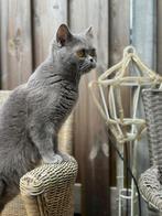 Britse korthaar katten, Dieren en Toebehoren, Katten en Kittens | Dekkaters