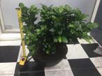 Ficus Bonsai, Huis en Inrichting, Kamerplanten, Ophalen, Ficus, In pot, Minder dan 100 cm