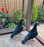 Kleurpostduiven, Meerdere dieren, Postduif