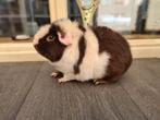 Cavia us-teddy 3, Dieren en Toebehoren, Knaagdieren, Mannelijk, Cavia, Voor 1 juli 2024, Tam