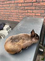 Mooie kleurdwerg ram, Dieren en Toebehoren, Konijnen, Mannelijk, Dwerg, 0 tot 2 jaar