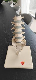 Anatomisch model van de wervelkolom, Antiek en Kunst, Ophalen