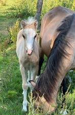 A-WELSH PONY'S TE KOOP. WELSH., Dieren en Toebehoren, Pony's, 0 tot 2 jaar, A pony (tot 1.17m), Onbeleerd, Meerdere dieren