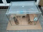 Glazen kooi voor gerbils , woestijn ratjes,hamster,muizen, Dieren en Toebehoren, Kooi, Gebruikt, Minder dan 75 cm, Hamster
