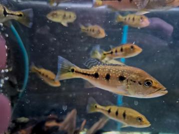 Cichla Orinocensis  beschikbaar voor biedingen