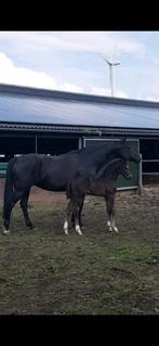 Mooie zwarte Drachtige dressuur fokmerrie Jazz x Ferro, Dieren en Toebehoren, Paarden, Merrie, Gechipt, Dressuurpaard, Onbeleerd