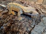 Wimpergekko
Correlophus ciliatus
Nk 2024

Vrouw, Hagedis