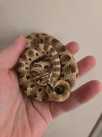Heterodon Nasicus (Artic Conda) 1.0, Dieren en Toebehoren, Hagedis, 0 tot 2 jaar
