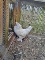 Ukkelse Baardkriel hen, Dieren en Toebehoren, Pluimvee, Vrouwelijk, Kip