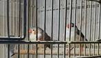 Te koop koppel zebravinken, Dieren en Toebehoren, Vogels | Overige Vogels, Meerdere dieren, Tropenvogel