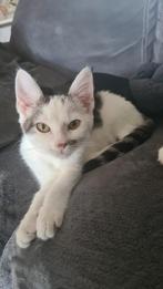 Kat, Dieren en Toebehoren, Kater, Gechipt