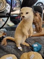 Schattige hermelijn, vrijstaand, taxidermie, Ophalen of Verzenden, Zo goed als nieuw, Vogel, Beeldje of Figuurtje