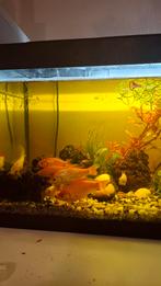 Goudvissen (gratis), Dieren en Toebehoren, Vis