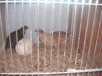 Te Koop Japanse kwartels hennen, Dieren en Toebehoren, Vrouwelijk, Overige soorten