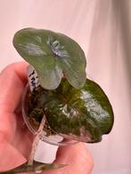 Alocasia yucatan princes albo, Huis en Inrichting, Kamerplanten, Ophalen of Verzenden, Halfschaduw, Minder dan 100 cm