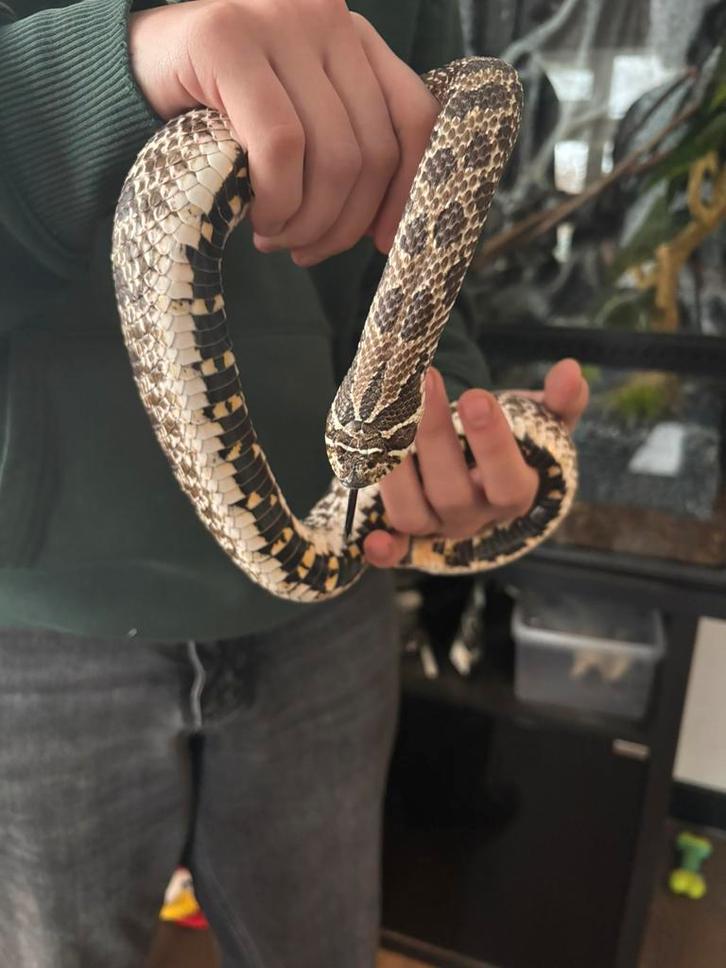 Terrarium + Heterodon nasicus NK21 wildkleur vrouwtje