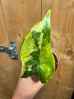 Alocasia tigrina superba variegata plant mint green albo, Ophalen of Verzenden, Halfschaduw, Minder dan 100 cm
