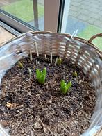 Rotan plantenmand met voorjaarsbloeiers, Overige materialen, Rond, Nieuw, Minder dan 40 cm