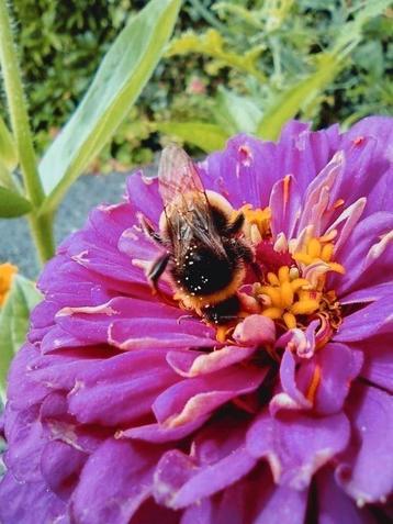 Zaden Zinnia Elegans meteor mix beschikbaar voor biedingen