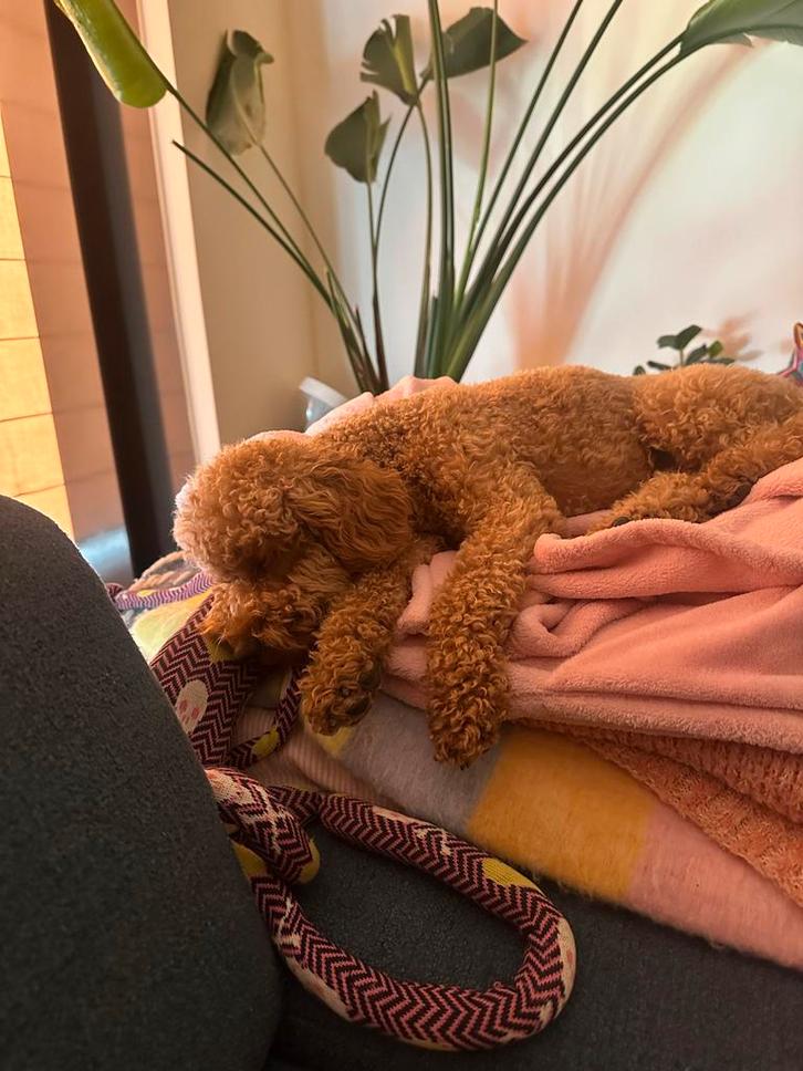 Young poodle is looking for a new home ️, Dieren en Toebehoren, Honden | Chihuahua's en Gezelschapshonden, Reu, Poedel, Particulier