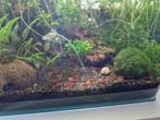 Jonge Vuurgarnalen, Dieren en Toebehoren, Vissen | Aquariumvissen