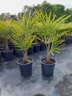 Trachycarpus Fortunei, Ophalen, Zomer, Overige soorten, Volle zon