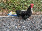 Australorp kriel haantjes zwart en splash, Dieren en Toebehoren, Pluimvee, Mannelijk, Kip