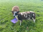 Gewoon goeie bonte dekrammen……., Dieren en Toebehoren, Schapen, Geiten en Varkens, Mannelijk, Schaap