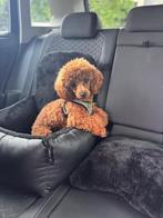 Lieve rode Toy-/Dwergpoedel reu 11 maanden FCI stamboom, Dieren en Toebehoren, Honden | Chihuahua's en Gezelschapshonden, Poedel