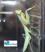 Hierodula venosa, Overige soorten