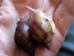 Afrikaanse reuzeslakken / aghaatslakken, Augustus, Meerdere dieren