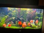 Aquarium 202 liter 102 cm, Ophalen of Verzenden, Zo goed als nieuw, Leeg aquarium