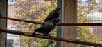2 jonge pionus bronsvleugel, Dieren en Toebehoren, Meerdere dieren, Papegaai, Geringd