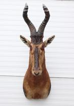 Opgezette kop RED HARTEBEEST antilope (gewei), Verzamelen, Dierenverzamelingen, Ophalen, Zo goed als nieuw, Wild dier, Opgezet dier