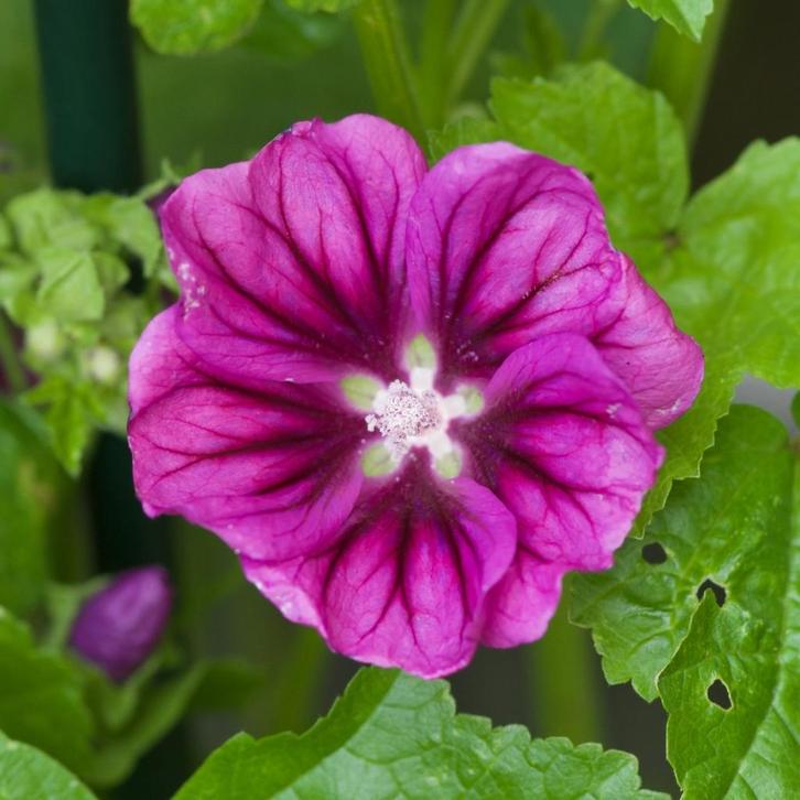 Zaden groot kaasjeskruid (Malva sylvestris) - inheems, Tuin en Terras, Bloembollen en Zaden, Zaad, Voorjaar, Volle zon, Ophalen of Verzenden
