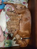 Hongaarse viszla pups, Overige rassen, Meerdere, Meerdere dieren, Nederland