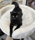 Ragdoll kittens blue en seal mink, Meerdere dieren, Gechipt, 0 tot 2 jaar