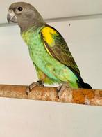 Poicephalus Meyeri Meyeri 2024, Dieren en Toebehoren, Mannelijk, Papegaai, Tam
