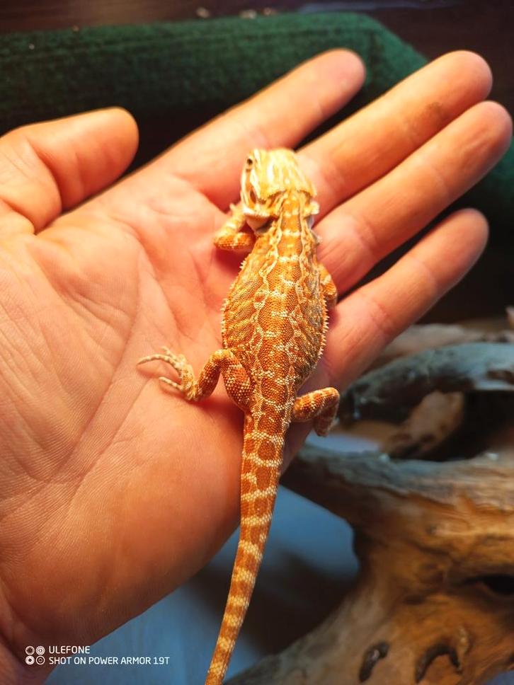 BaardAgam Pogona vitticeps , Dieren en Toebehoren, Reptielen en Amfibieën, Hagedis, 0 tot 2 jaar