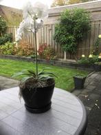 Orichidee in aardewerk pot, Tuin en Terras, Planten | Tuinplanten, Ophalen of Verzenden, Overige soorten, Volle zon