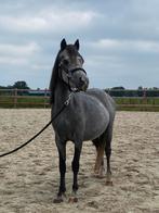 Super lieve kinderpony zoekt een nieuw huisje, Dieren en Toebehoren, Pony's, Merrie, Gechipt, 3 tot 6 jaar