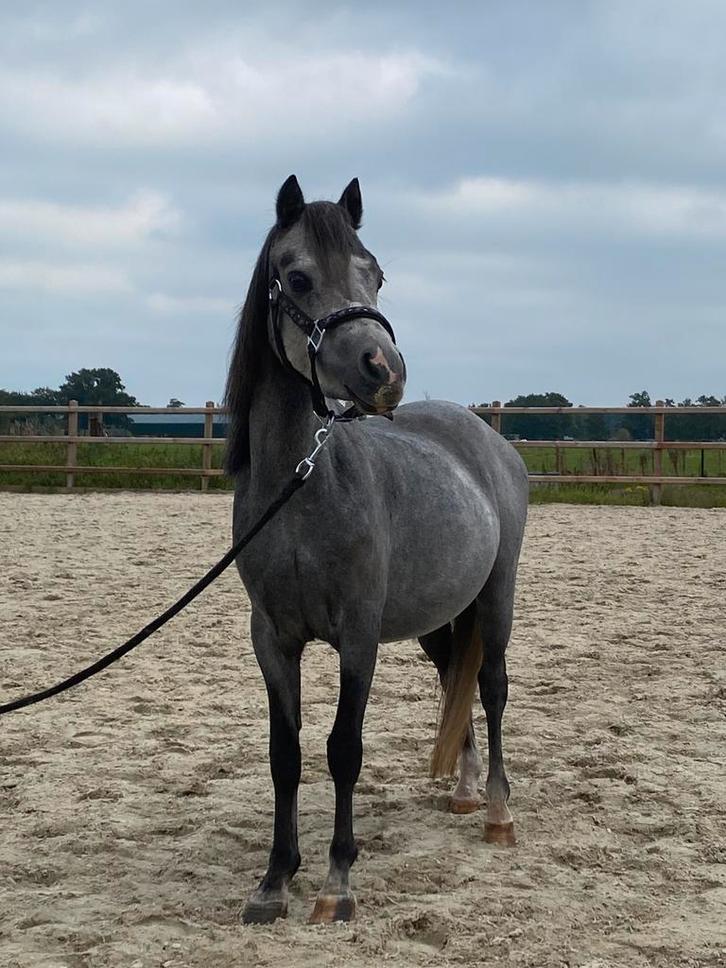 Super lieve kinderpony zoekt een nieuw huisje, Dieren en Toebehoren, Pony's, Merrie, 3 tot 6 jaar, Met stamboom, Gechipt, Ontwormd