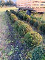 Taxus bol 40 tot 60 cm, Tuin en Terras, Ophalen, Taxus, Minder dan 100 cm